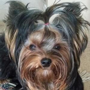 Meet your Posher, Candies